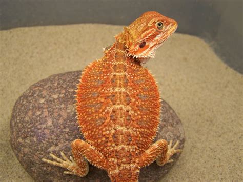 Photo Gallery Bearded Dragons