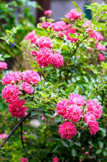 Premium Photo Flowers Of Pink Climbing Roses Closeup