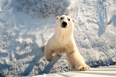 Polar Bear Photography Flourishes In Churchill Churchill Polar Bears