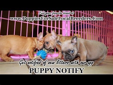 The french bulldog is a small sized domestic breed that was an outcome of crossing the ancestors of bulldog brought over from england with the local. FRENCH BULLDOG PUPPIES FOR SALE, GEORGIA LOCAL BREEDERS ...