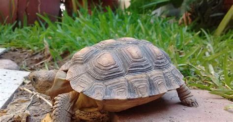 Tortoises Big And Small Album On Imgur