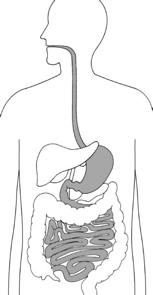 The Digestive System Focusing On The Esophagus Stomach And Small