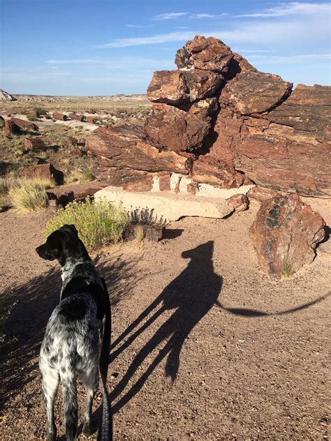 Visiting Our Dog Friendliest National Park Petrified Forest Westward