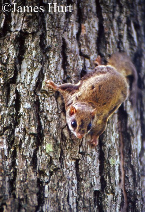Tennessee Watchable Wildlife Southern Flying Squirrel