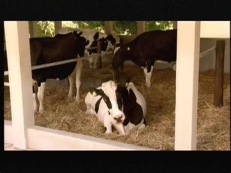 Talking Cows Commercial Van Arla Youtube