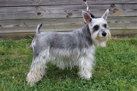 Dolly Female Silver Miniature Schnauzer Https Facebook Com