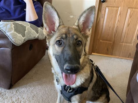 Helping A Fearful German Shepherd Puppy With Her Fear Of New People