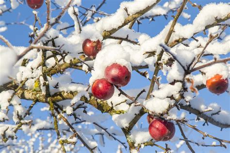 Apple Tree Winter Care Tips For Apple Winter Protection And Pruning
