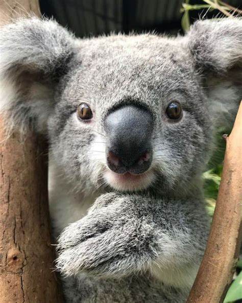 Koalas Beautiful Koala Koala Nursery Koala Baby Koala Animal Koalas