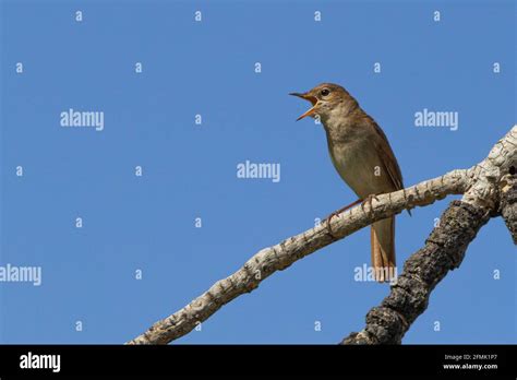 Nightingale Singing Hi Res Stock Photography And Images Alamy