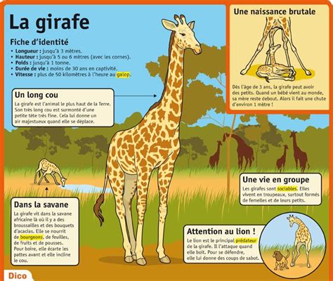 La Girafe Girafes Animaux Du Zoo Documentaire Animaux