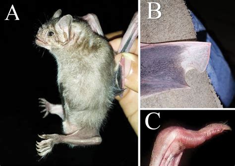 A Systematic Revision Of The Bats Chiroptera Of Honduras An Updated