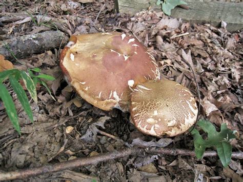 North Carolina Boletus Edulis Wild Mushrooms Stock Photo Image Of
