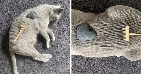 Woman Turns Her Chilled Out Cat Into A Zen Garden