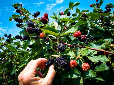 Navaho Thornless Blackberry Bushes For Sale The Tree Center