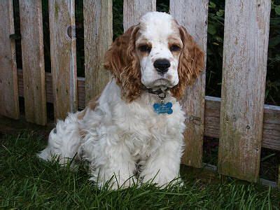 His buff color is considerably lighter than his brothers coloring. photo of red and white parti colored Cocker Spaniel ...