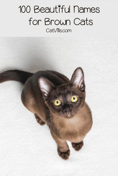 100 Beautiful Brown Cat Names For Your Mocha Colored Kitty Brown Cat