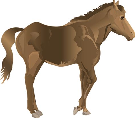 Stallion Horse Bay Free Vector Graphic On Pixabay