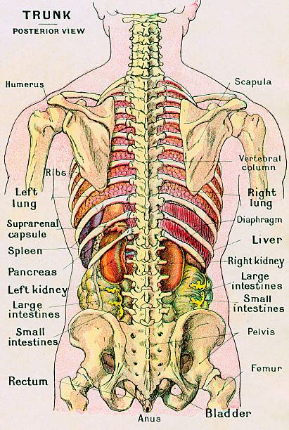 Anatomical View Of Human Torso Pictures Getty Images