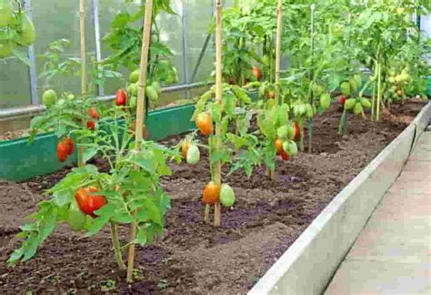 Growing Tomatoes Grow And Care For Tomato Plants