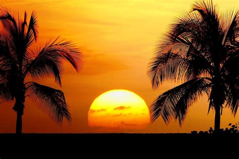 Sonnenuntergang Natur Palme Hintergrundbild Download Kostenlose