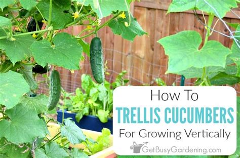 Growing Cucumbers On A Trellis Vertically Complete How To Guide