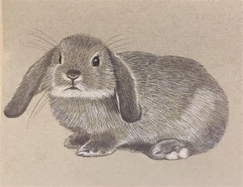 I was so surprised and sorry to say impressed with myself that i've decided to show deviantart another piece of my work lol, so here it is. Pencil drawing of baby rabbit. | Pencil drawings, Drawings ...