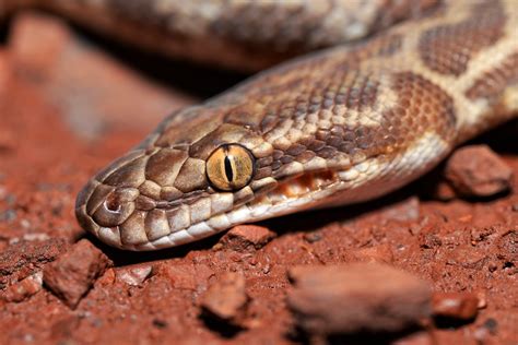 Antaresia Stimsoni Stimsons Python In Australia Alexandre Roux