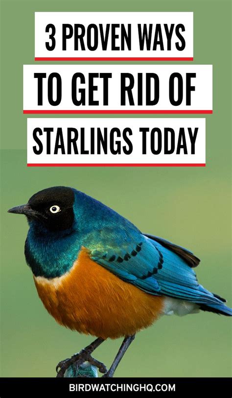 A Bird Sitting On Top Of A Wooden Post With The Words 3 Proven Ways To Get Rid Of Starlings Today