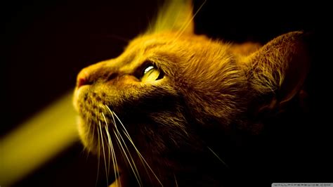 Therefore, a great profile picture size is important; Red Cat Profile 4K HD Desktop Wallpaper for 4K Ultra HD TV ...