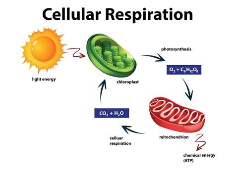 Cellular Respiration Know Definition Types Equation And Site