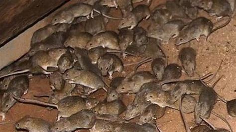 Mice Invasion In Australia February 2021 Youtube