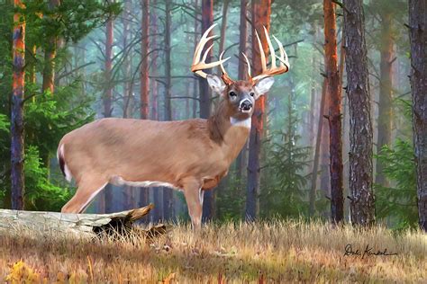 Whitetail Deer Art Print Featuring The Whitetail Deer Painting