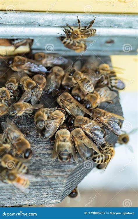 Bees Kick Drones Out Of Bee Families In Late Summer A Lot Of Drones