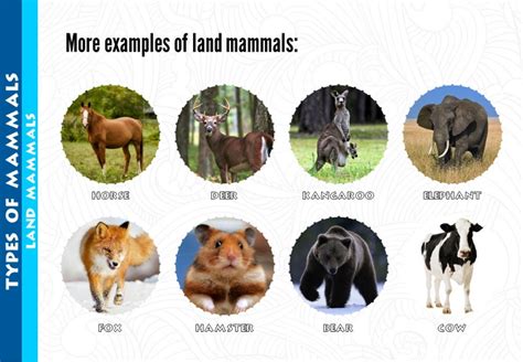 Mammals Examples