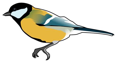 Robin Bird Clipart Free Download On Clipartmag