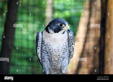 Beautiful Closeup Of An Eye Of Peregrine Falcon Stock Photo Alamy