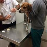 Calusa Crossing Animal Hospital Pictures