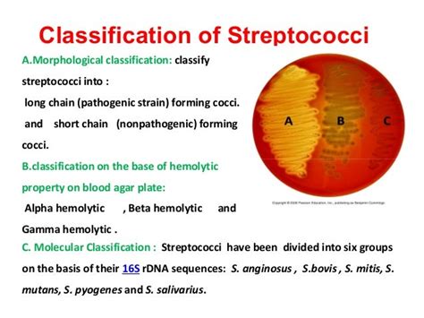 Streptococcus Classification