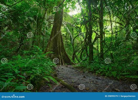 Jungle Forest Scenic Background Royalty Free Stock Images Image 29899379