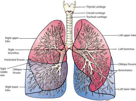 Parts Of The Lungs Diagram
