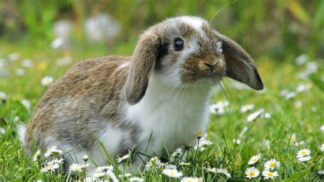 Cute White And Brown Rabbit Is Sitting On Green Grass Around Flowers In