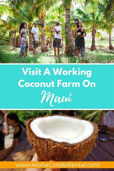 Visit A Working Coconut Farm On Maui Fun Things To Do On Maui