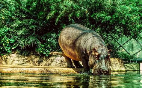 Hippopotamus Wallpaper 61 Pictures