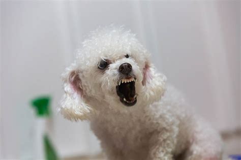 Are Poodles Aggressive Vet Reviewed Facts And Tips Hepper