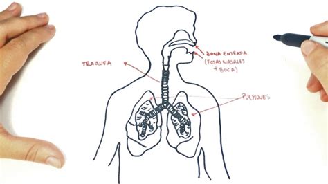 Mapa Mental Sistema Respiratorio ¡tienes Que Saber Esto