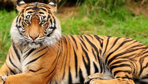 Know More About Royal Bengal Tiger With These 21 Interesting Facts