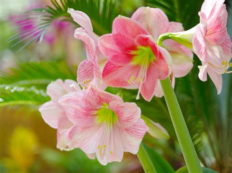 Amaryllis Plant Care And Growing Guide
