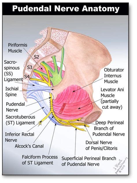 Anatomy Of The Pudendal Nerve Health Organization For Pudendal Education Nerve Anatomy