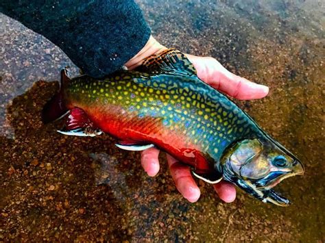 Image Result For Brook Trout Easyfreshwaterfishing Fish Fly Fishing Salmon Fishing